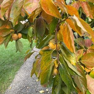 Meet your Posher, Luka